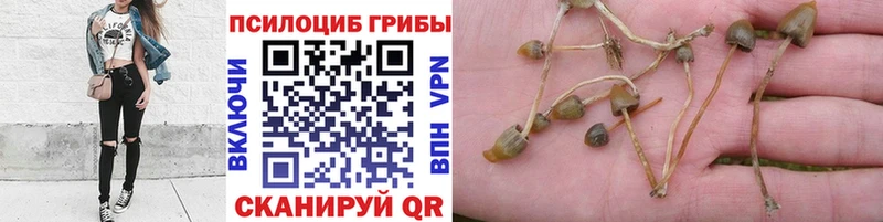 Галлюциногенные грибы Psilocybe  Лесозаводск 